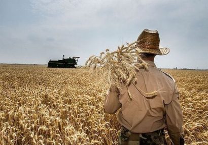 خرید گندم در آذربایجان شرقی ۱۰۰ درصد افزایش یافت 