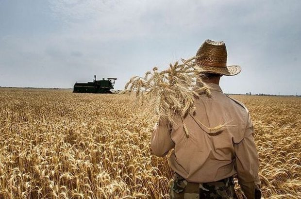 خروج گندم از آذربایجان غربی ممنوع است