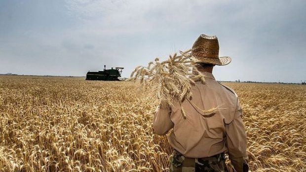 خرید گندم در آذربایجان شرقی ۱۰۰ درصد افزایش یافت 