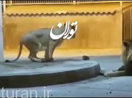 تولد دو توله شیر در باغلارباغی تبریز