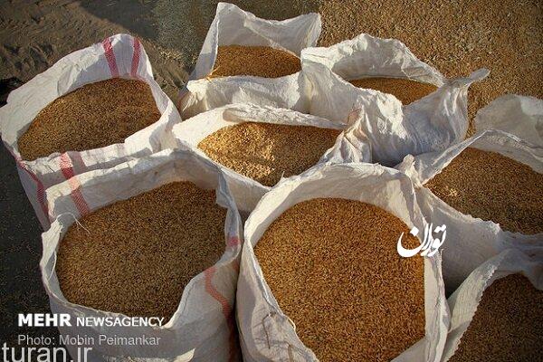 خرید ۱۰۸ هزار و ۴۲ تن گندم از کشاورزان آذربایجان شرقی 