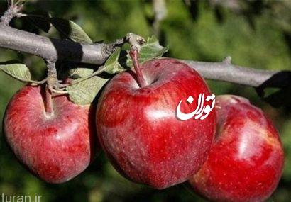 آغاز برداشت سیب نوبرانه مراغه