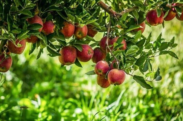 آذربایجان‌غربی بیش از یک سوم سیب کشور را تولید می‌کند