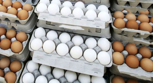 مصرف تخم مرغ در ایران، بالاتر از متوسط جهانی