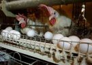 ۹.۵ درصد تخم مرغ کشور در آذربایجان شرقی تولید می‌شود
