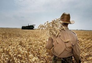 خرید گندم در آذربایجان شرقی از ۴۲۰ هزار تن گذشت