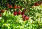 حدود ۲۰۰ هزار تُن سیب تولید آذربایجان غربی صادر شد