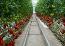 آذربایجانشرقی ۴۰۰ هکتار به گلخانههای هایتِک خود اضافه میکند