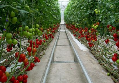 آذربایجانشرقی ۴۰۰ هکتار به گلخانههای هایتِک خود اضافه میکند